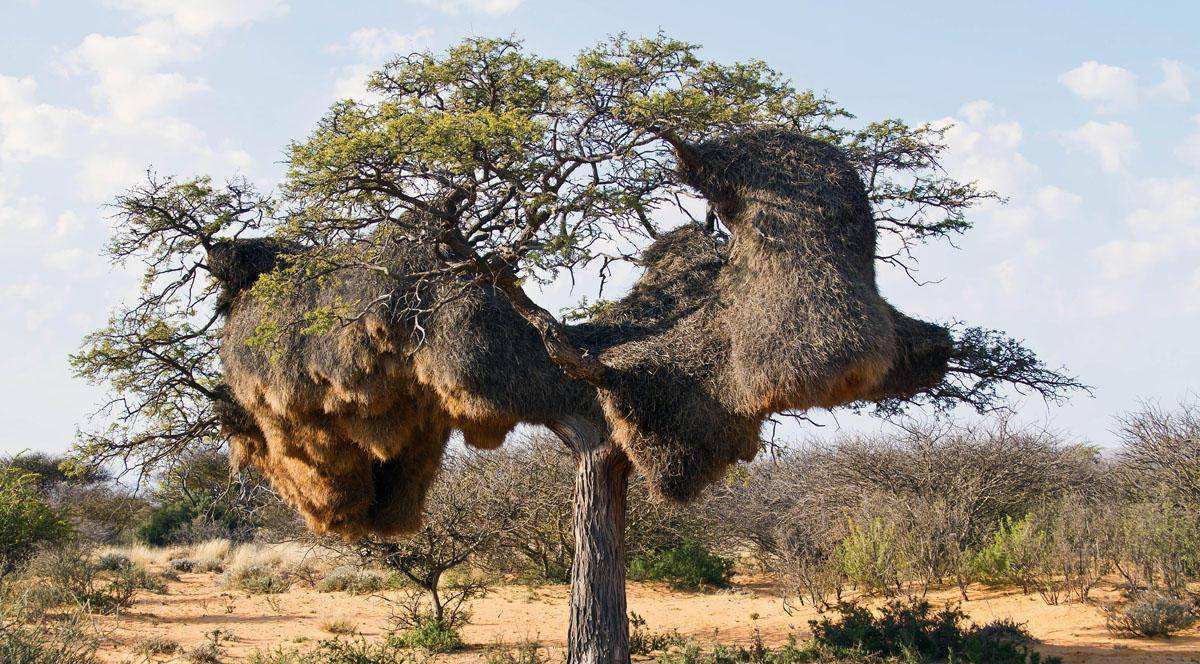 世界上最可怕的树,号称"吃人"无数,有人亲眼看见解决一头羊